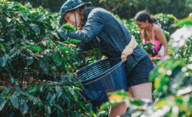 Moshi Coffee Farm Tours