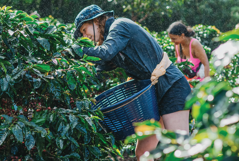Moshi Coffee Farm Tours