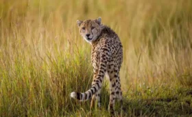 What- Animals -Can- You- See -in -Kidepo -Valley