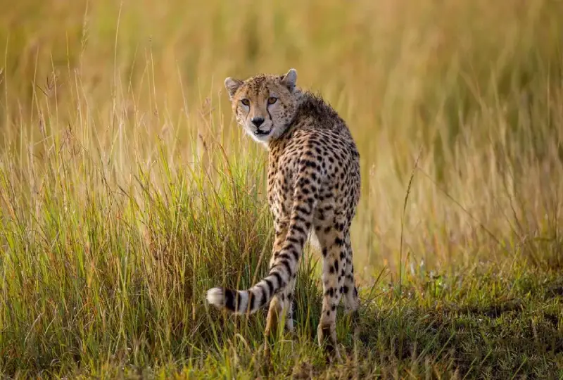 What- Animals -Can- You- See -in -Kidepo -Valley