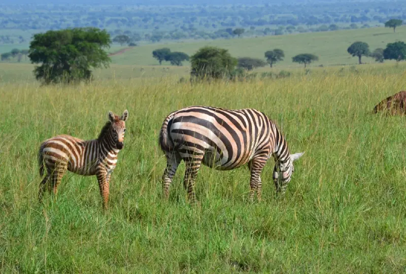 How -Many- Days- to- Spend -on- Safari -in -Uganda
