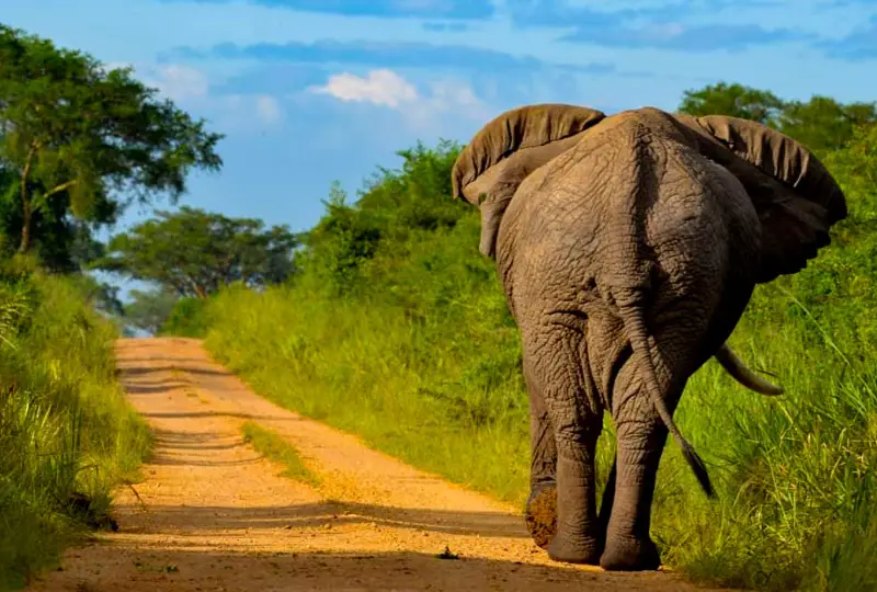 Best- Time- to -Visit- Bwindi- and- Queen- Elizabeth