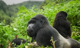 Uganda- Safari -and -Chimpanzee- Trekking -Combo