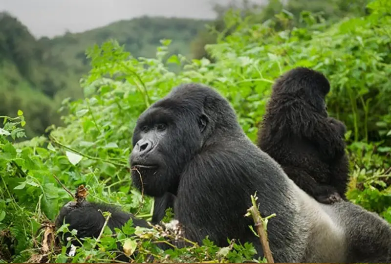 Uganda- Safari -and -Chimpanzee- Trekking -Combo