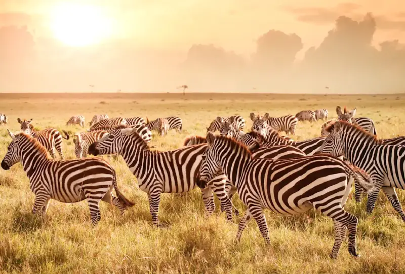 How -to- Extend -Your -Safari -to -Rwanda- or -Kenya