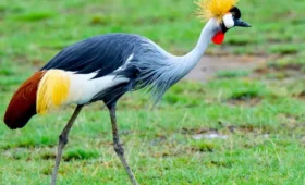 Birding -Safaris- in- Mabamba -Swamp