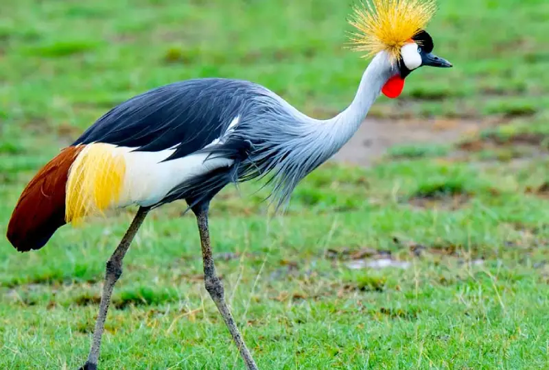 Birding -Safaris- in- Mabamba -Swamp