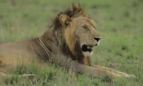 Safari- in -Uganda -During -the -Dry -Season