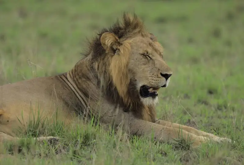 Safari- in -Uganda -During -the -Dry -Season
