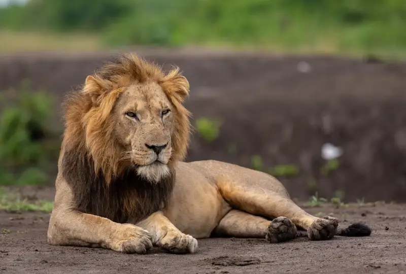How- to- Spot -the- Big- Five- in -Uganda