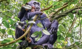kibale -national -park-primate- watching- guide
