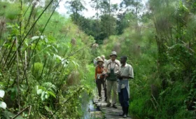 Nature -Walks- and- Birding -in -Uganda’s -Forests