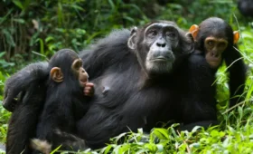 Best -Time- for -Chimpanzee -Trekking- in- Uganda