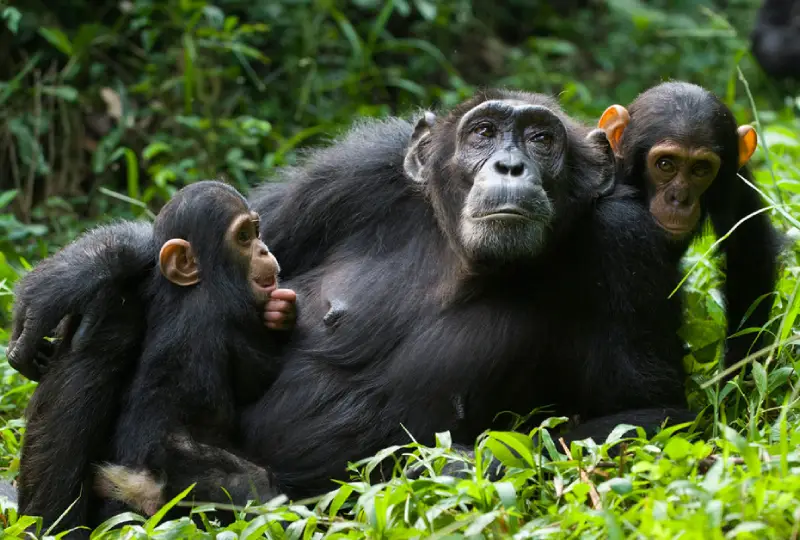 Best -Time- for -Chimpanzee -Trekking- in- Uganda