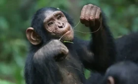 Chimpanzee- Habituation -Experience -in-Uganda