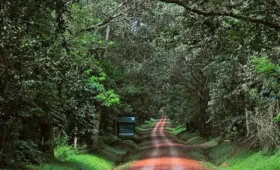 Nature- Photography- in -Uganda’s -Forests