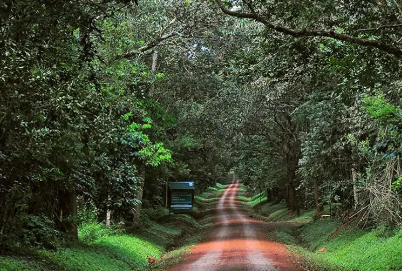 Nature- Photography- in -Uganda’s -Forests