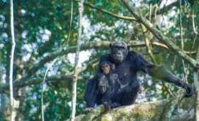 Chimpanzee- Trekking- and -Gorilla- Trekking -Combined -Tours