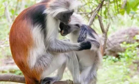 Unique- Primates- You- Can- See- in -Uganda