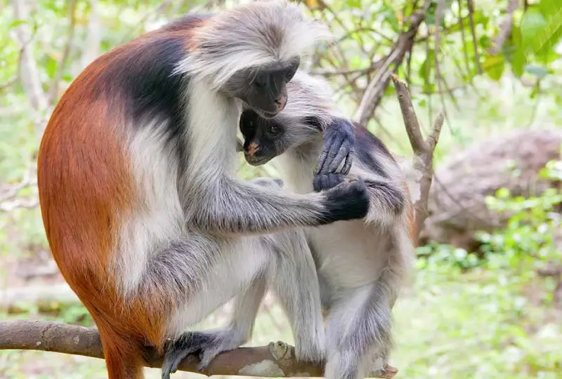 Unique- Primates- You- Can- See- in -Uganda