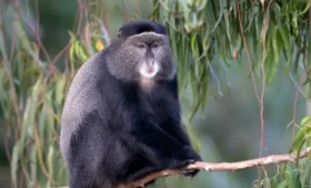 Primate- Conservation- in -Uganda