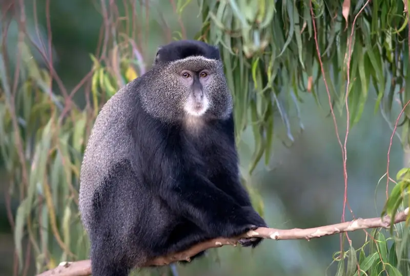 Primate- Conservation- in -Uganda