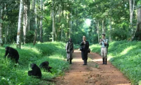 Walking- Safaris- in- Uganda’s -Forest -Reserves