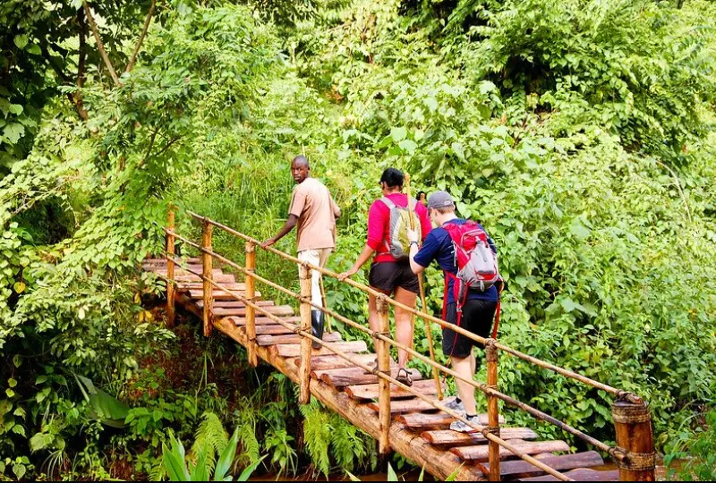 What- to- Expect- on- a -Nature -Walk- in- Uganda