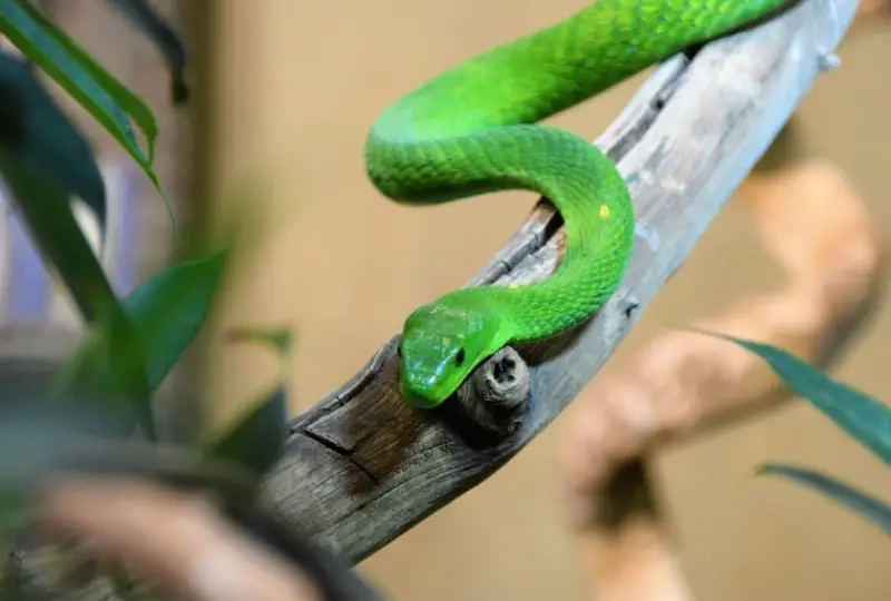 Visit- Meserani -Snake- Park-A Unique -Stop- in -Tanzania
