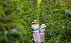 Take- a -Coffee -Plantation- Tour