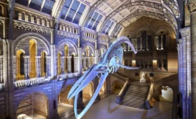 Visit- the- Natural -History- Museum