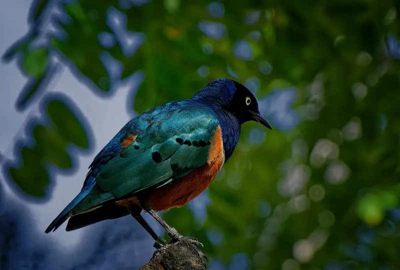 Go- Birdwatching- around- Arusha’s -Wetlands