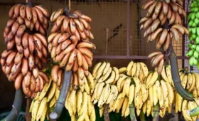 Visit -a -Banana -Plantation- and -Taste- Bananas