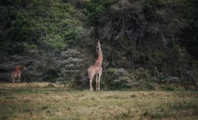 Join- a- Safari- Starting -from -Arusha