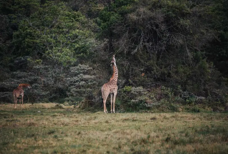 Join- a- Safari- Starting -from -Arusha