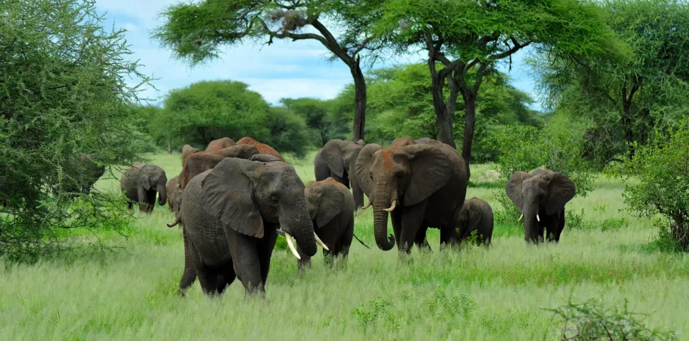 Tarangire -National- Park- Day -Trip