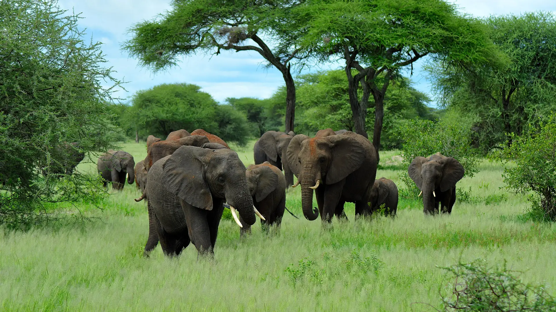 Tarangire -National- Park- Day -Trip