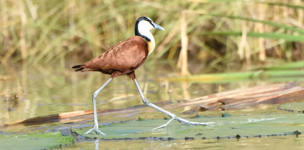 Lake -Manyara- National Park- Day- Trip