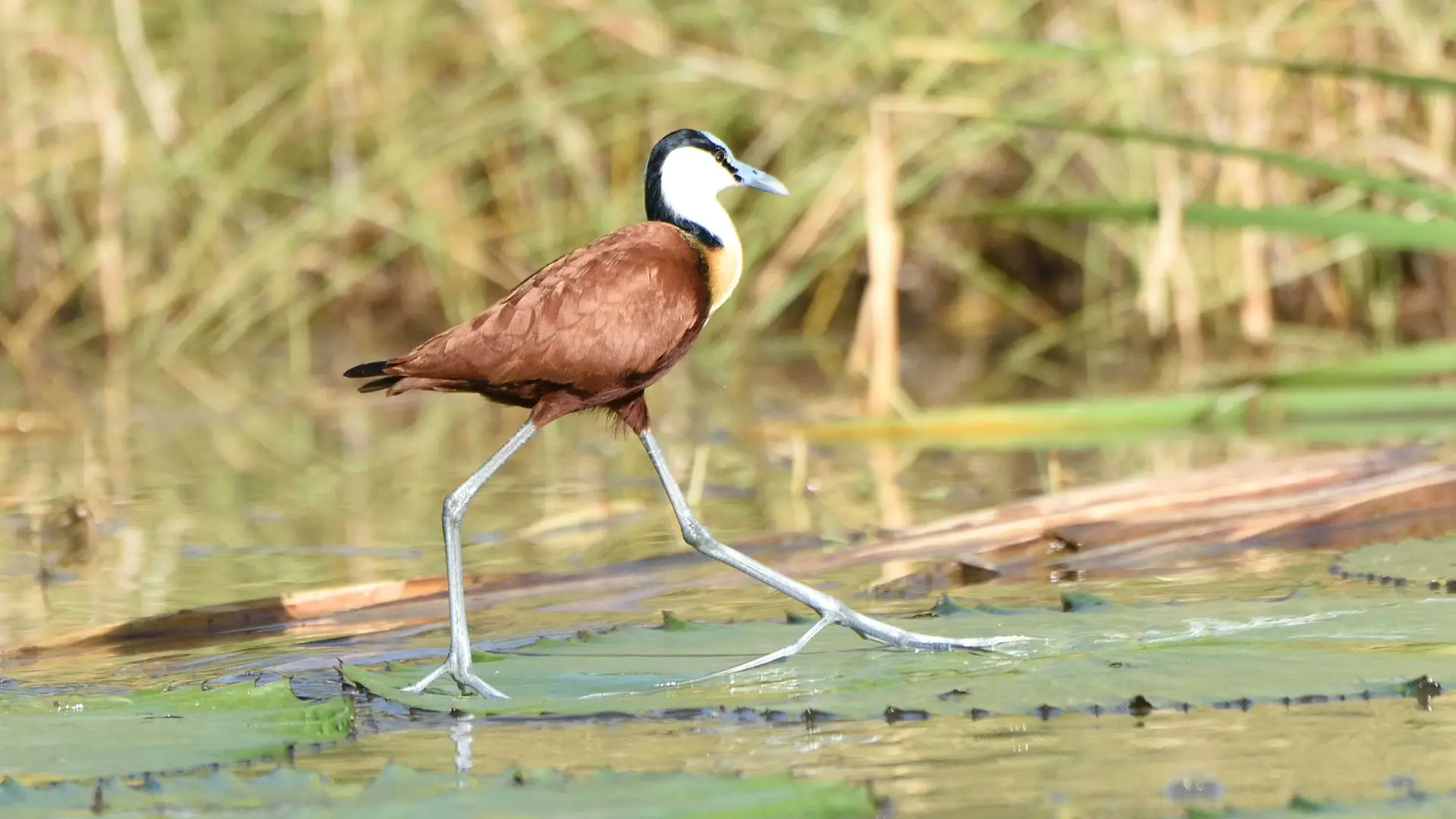 Lake -Manyara- National Park- Day- Trip