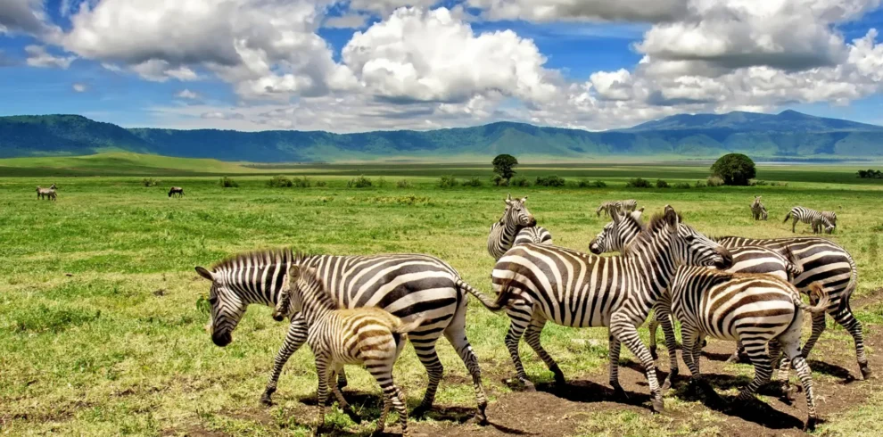 Ngorongoro- Crater -Day- Trip