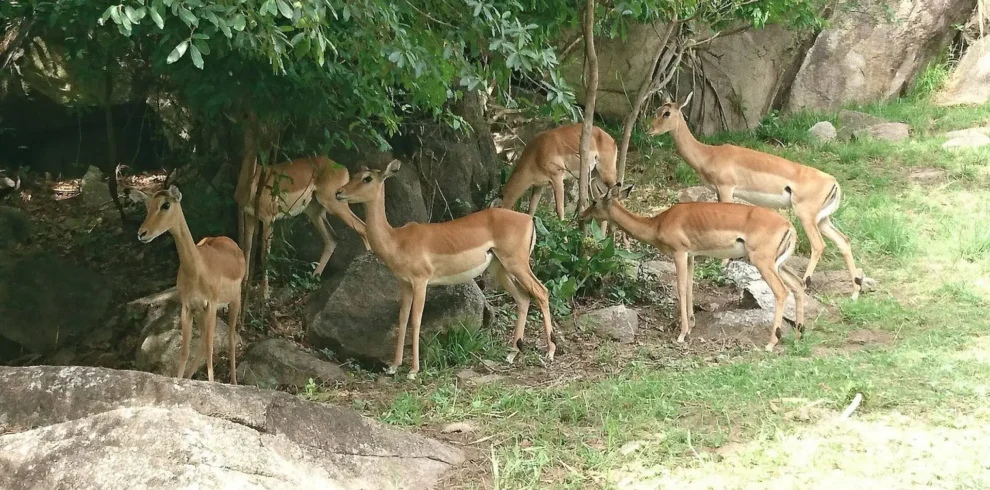 Saa- Nane- Island -National- Park- Day -Trip