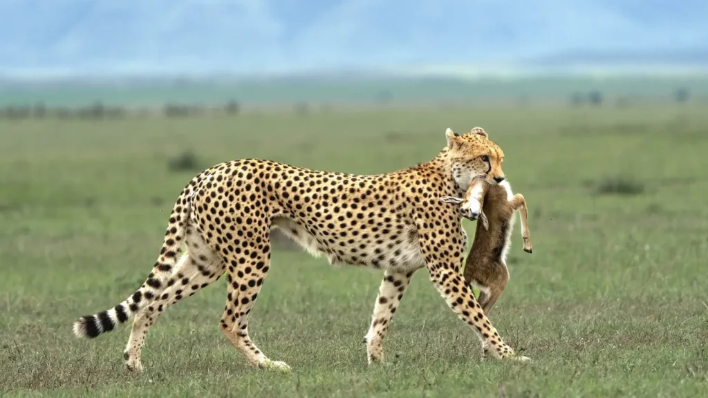 Serengeti -(Western -Corridor) -Day- Trip