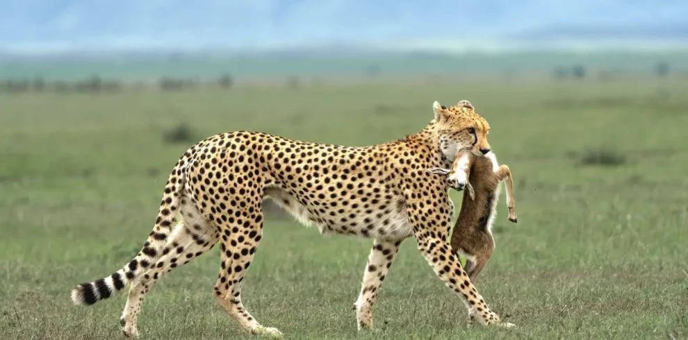 Serengeti -(Western -Corridor) -Day- Trip