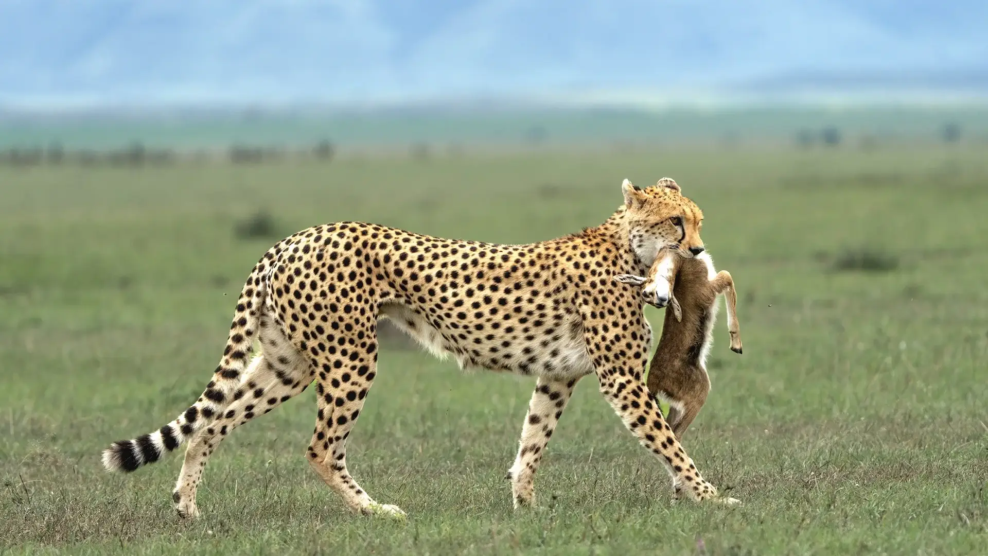 Serengeti -(Western -Corridor) -Day- Trip