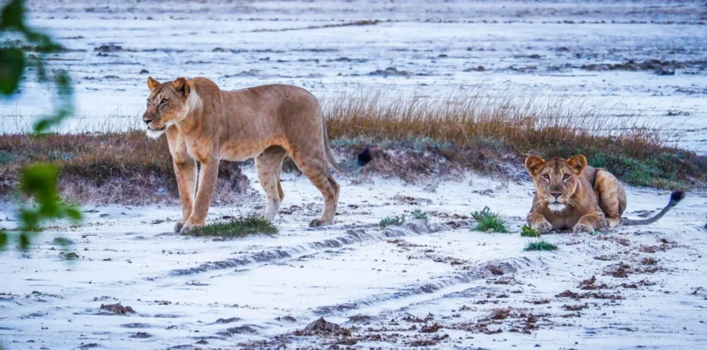 Saadani- National -Park- Day -Trip