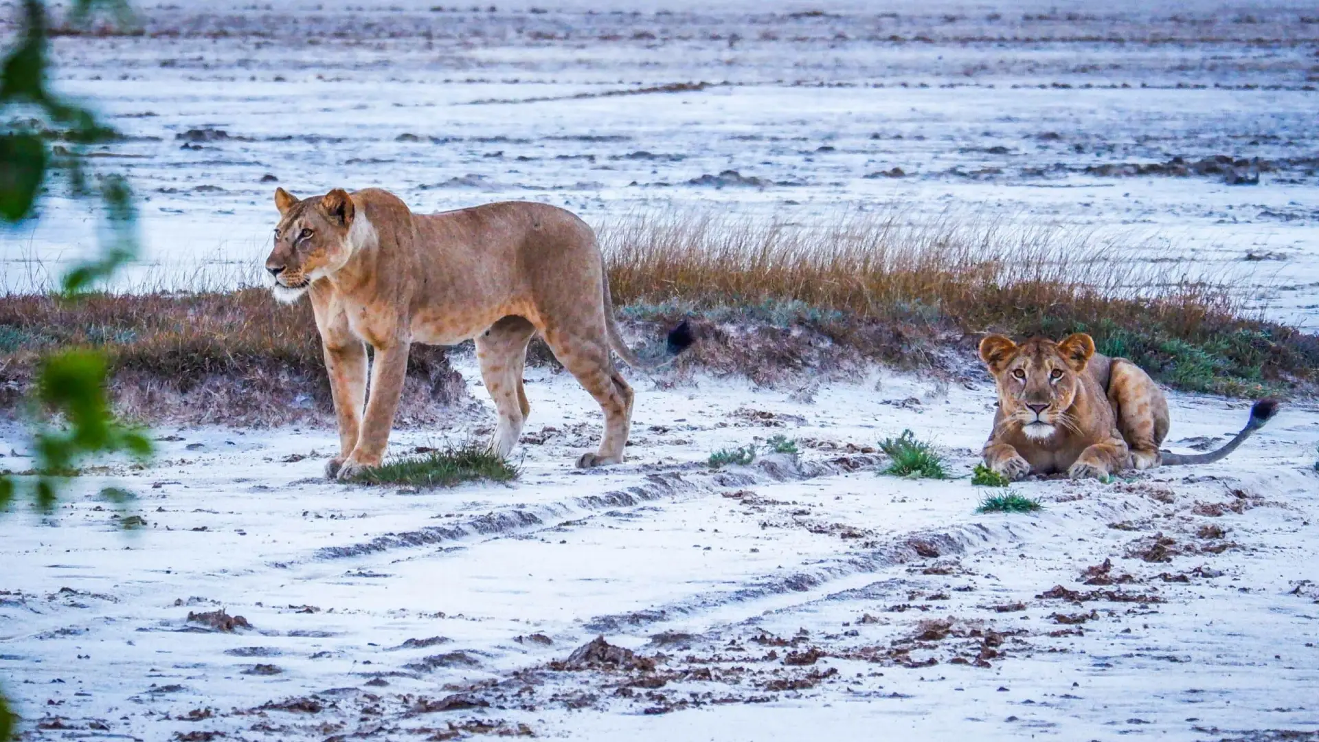 Saadani- National -Park- Day -Trip