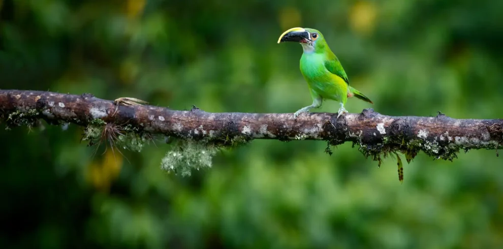 Bahi -Swamp- Birdwatching -Day -Trip
