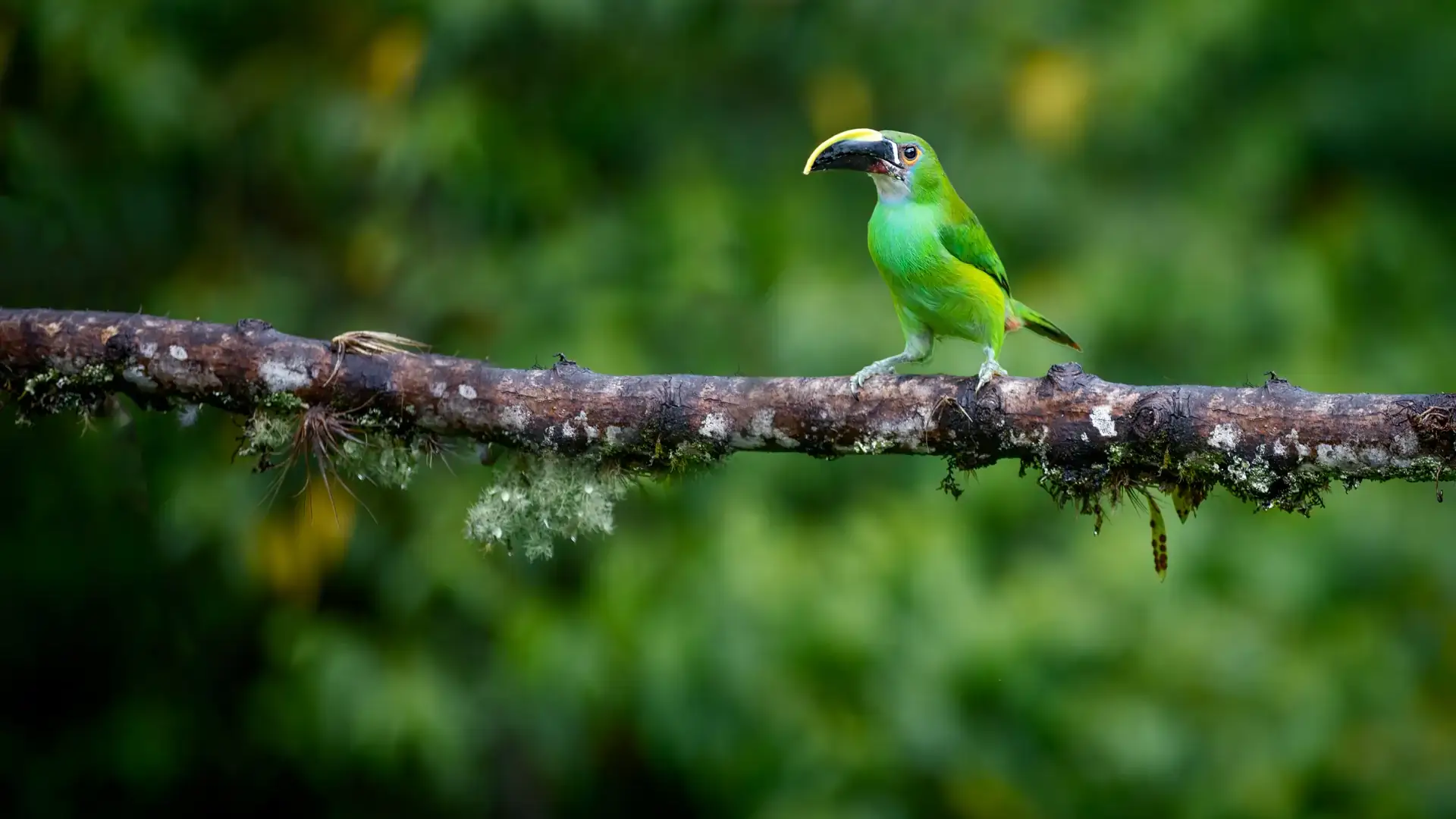 Bahi -Swamp- Birdwatching -Day -Trip