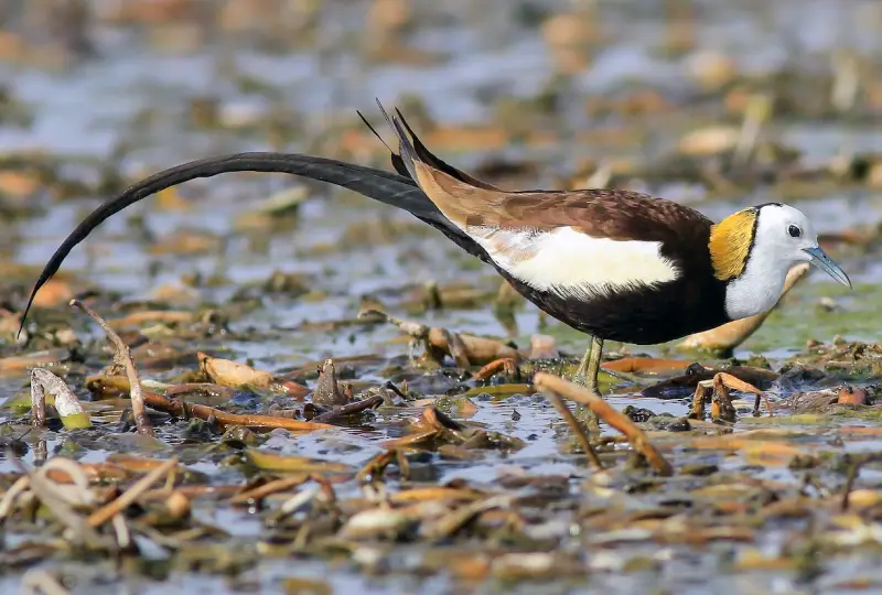 Bahi -Swamp- Birdwatching -Day -Trip