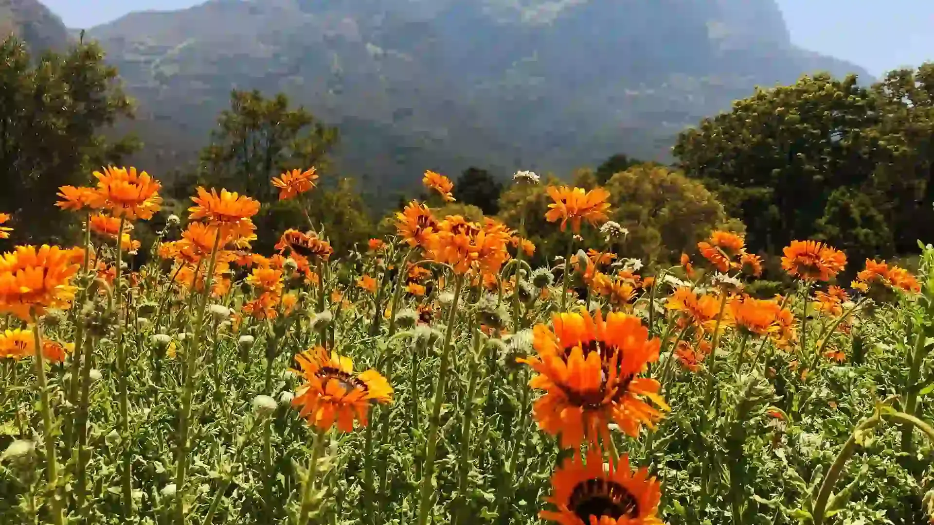 Kitulo -National -Park -(Garden -of -God) -Day- Trip